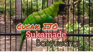 Suara Khas Cucak Ijo Sukamade ( Merubetiri )