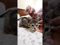 cute kitten videos funny cat shorts #funnyanimals #catvideos #kitten