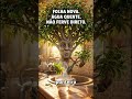 FOLHA DA PITANGA O Chá que Sua Avó Sempre Fez Está no Seu Quintal e Quase Ninguém Sabe Usar #cha