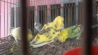 Pericos Australianos  crías