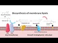 Biosynthesis of membrane phospholipids