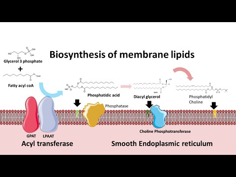 మెమ్బ్రేన్ ఫాస్ఫోలిపిడ్ల బయోసింథసిస్