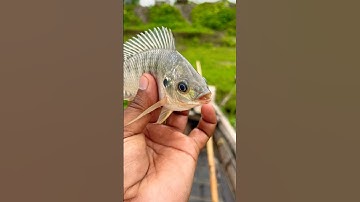 🐠Viral Fish Video#viral #fishing #amanzingfacts #shortvideos #fish #viralvideos #shortsfeed #shorts