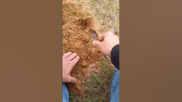 How to Remove Mole Rats and Goffers