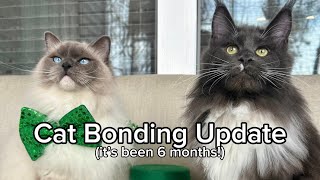 6 Month Cat Bonding Update by The Lexi Bunch 350 views 2 months ago 1 minute, 4 seconds
