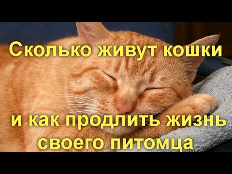 Сколько живут кошки и как продлить жизнь своего питомца