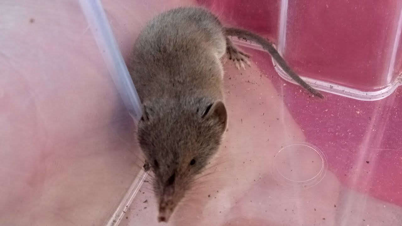 RESCATE de una MUSARAÑA GRIS (CROCIDURA RUSSULA)