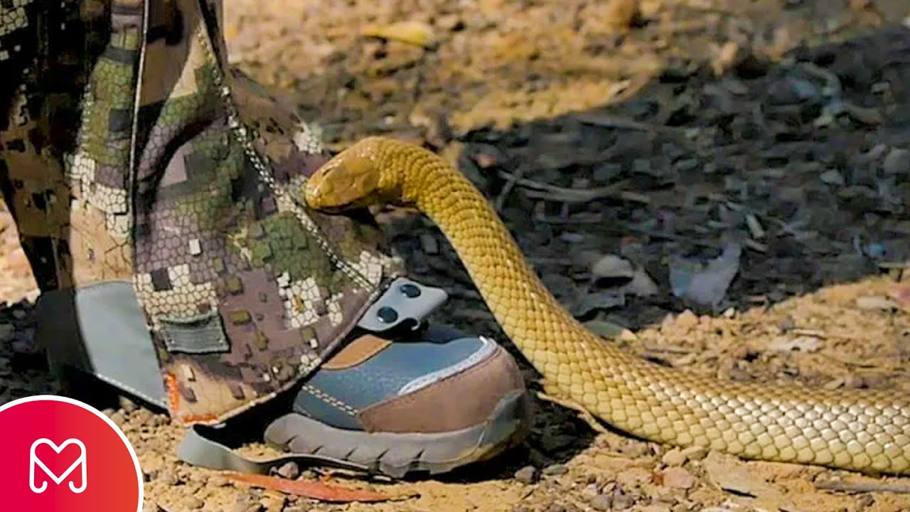 Почему боятся змей
