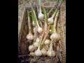 How to grow music hardneck garlic