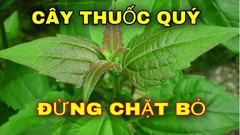 TIÊU CHẢY,ĐAU DẠ DÀY,CẦM MÁU, VIÊM XOANG,ĐAU NHỨC XƯƠNG KHỚP,VẮT CẮN,...HÃY TÌM CÂY NÀY.