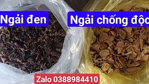 Tác dụng của ngải đen (gừng đen) và ngải chống độc