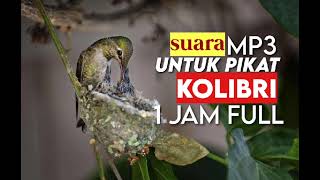 Suara Pikat Konin Liar  Kolibri Liar  Pikat Burung Liar  Mp3 Free Download 