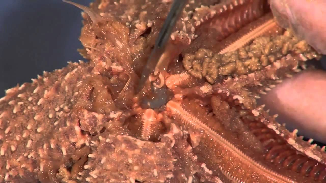 Sea Star Dissection: Student Cut #3 for Lesson Plan - YouTube