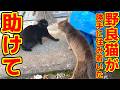 屋根裏に野良猫が住み着いた！飼い猫が襲われる事件発生