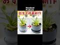 強くオススメ！スタプロ最新作植木鉢 #観葉植物 #ダイソー