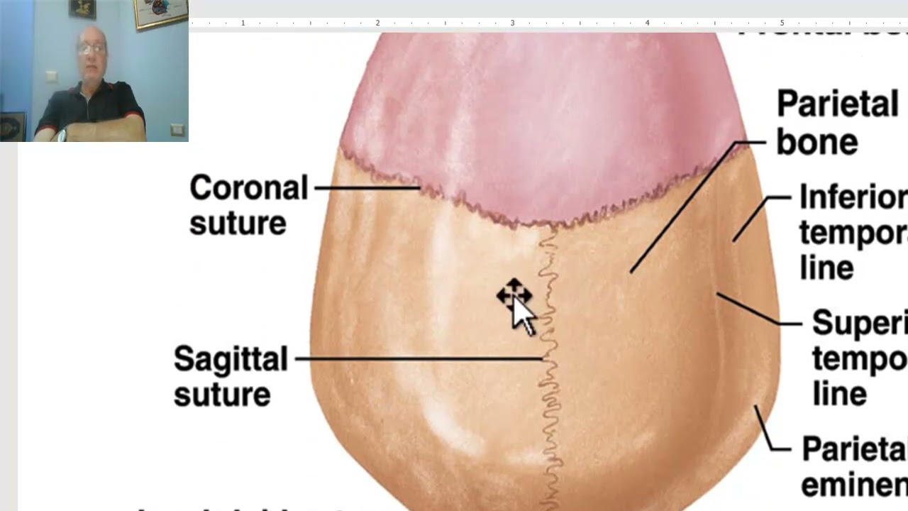 Anatomy of head and neck module in Arabic 1 (Norma verticlis) , by Dr. Wahdan
