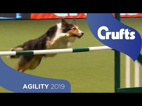 Agility - International
