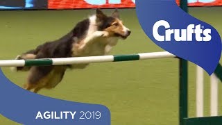 Agility - International Invitation - Large - Jumping | ​Crufts 2019