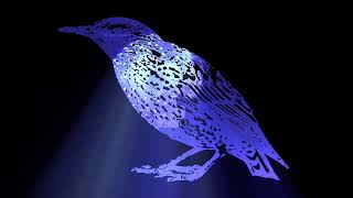 Lonely Starling - A Sinking Feeling