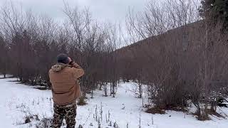 Cold Trailing a Mountain Lion // Treed and Freed in Idaho // Screaming Eagle Outdoors with BCO