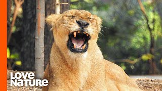 Desperate Lioness Searching For Missing Cubs | Predator Perspective