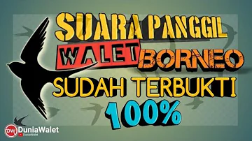 SUARA PANGGIL BURUNG WALET ASLI BORNEO TERBAIK