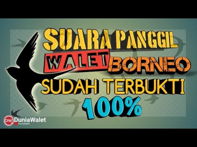 SUARA PANGGIL BURUNG WALET ASLI BORNEO TERBAIK class=