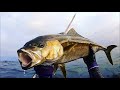 10000匹に1匹?ヒラマサ×カンパチの交雑種をモリで突いて食べる【魚突き】