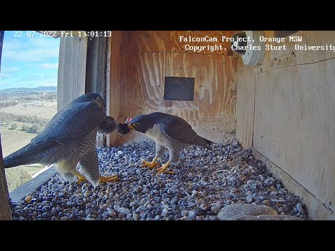 FalconCam Project CSU Orange(AUS)-  Xavier z prezentem dla Diamond  2022 07 22