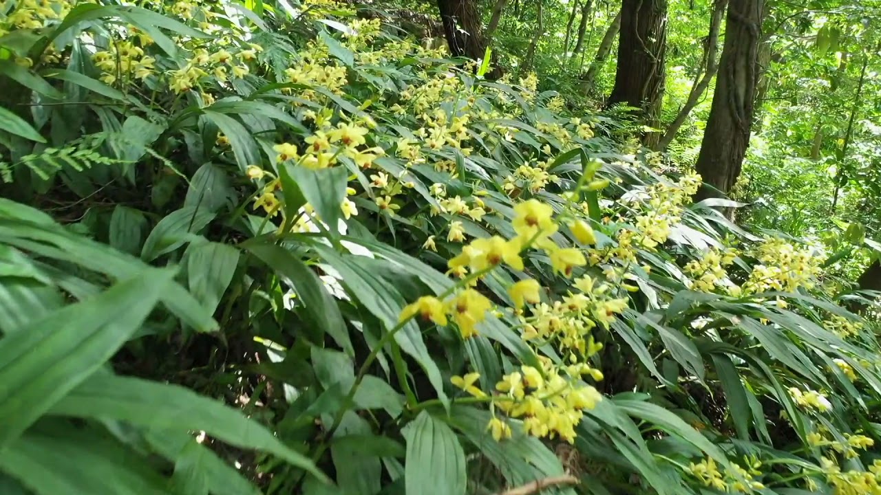 16日 日 公開中止 ガンゼキラン大群落 高知県立牧野植物園 The Kochi Prefectural Makino Botanical Garden