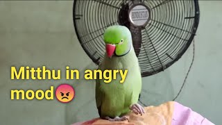 Indian Ringneck Parrot in Angry mood.