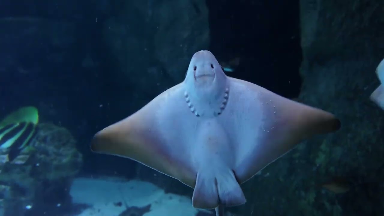 20260223_八景島シーパラダイス