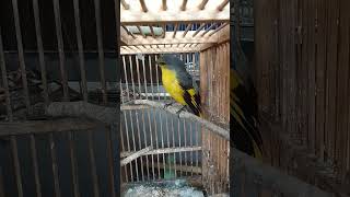 Download Lagu burung mantenan gunung kuning #@ MP3 Download Lagu burung mantenan gunung kuning #@ MP3