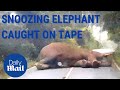 Adorable moment wild elephant SLEEPS in the middle of the road