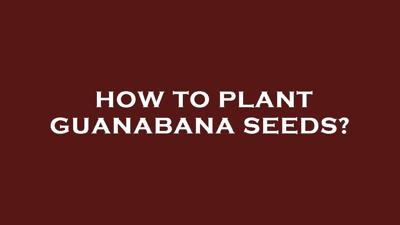 How to plant guanabana seeds? YouTube