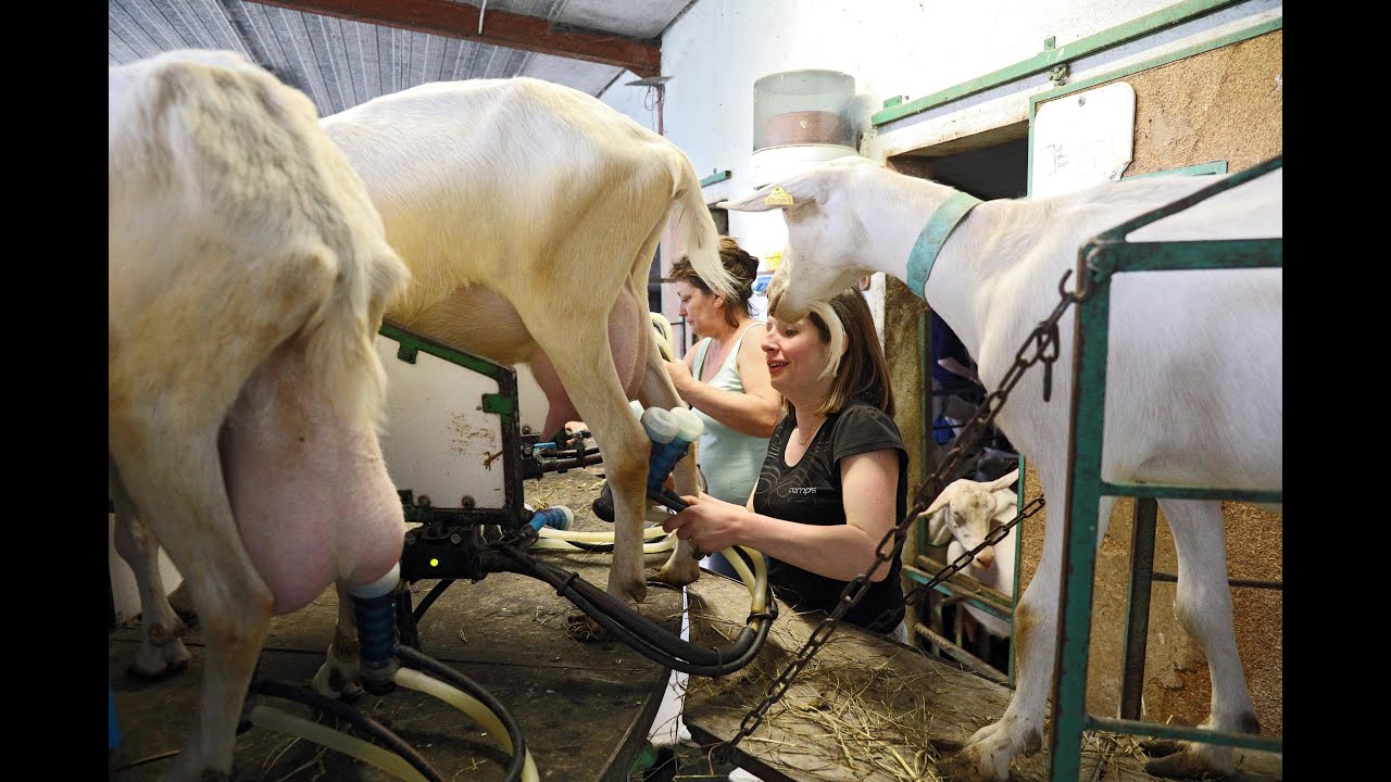 VIDÉO. Nos fermes en direct #2 : la traite des chèvres au Bouc noir de Couddes