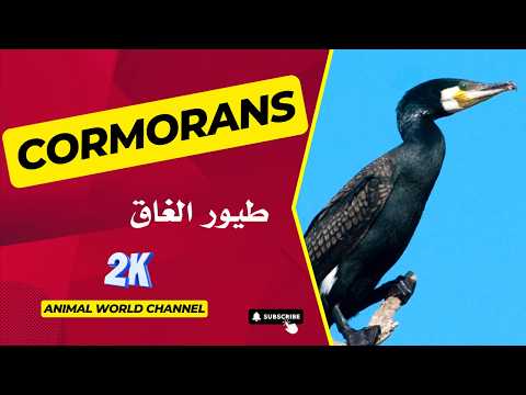 Les cormorans : des plongeurs experts