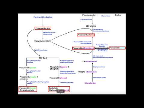Biosynthesis of Phosphatidylinositols & Cardiolipin