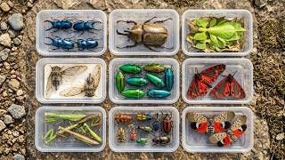 Epic Insect Hunt 🪲 | Discovering Giant Beetles & Unique Exotic Bugs in Nature