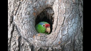 The Parrots of Southern California, Our Favorite Chatty Neighbors