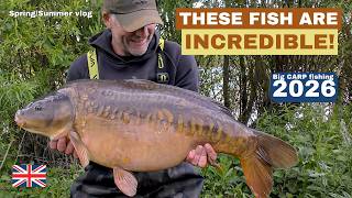These fish are incredible - Big carp fishing 2026