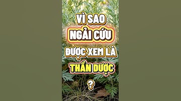 NGẢI CỨU CÓ TÁC DỤNG GÌ? #tacdungcuangaicuu #chamsocsuckhoe  #songkhoemoingay #nhipsongxanh #amthuc