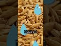 Can Plants Hear Like Humans?? The Surprising Science Explained | DW | Geo Digital