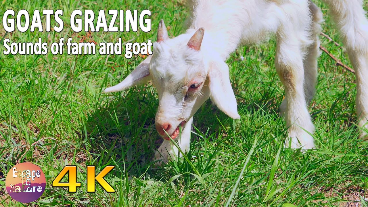 4K Goats and goat kids, grazing in the spring countryside 🐐 Goats and ...