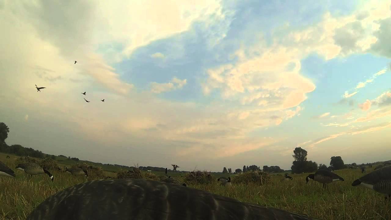 Minnesota Canada Goose Hunting YouTube