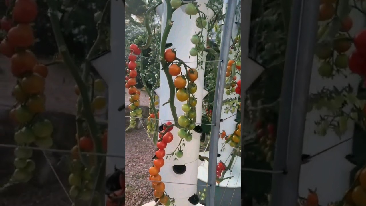 Tomate en sistema vertical Hidropónico 