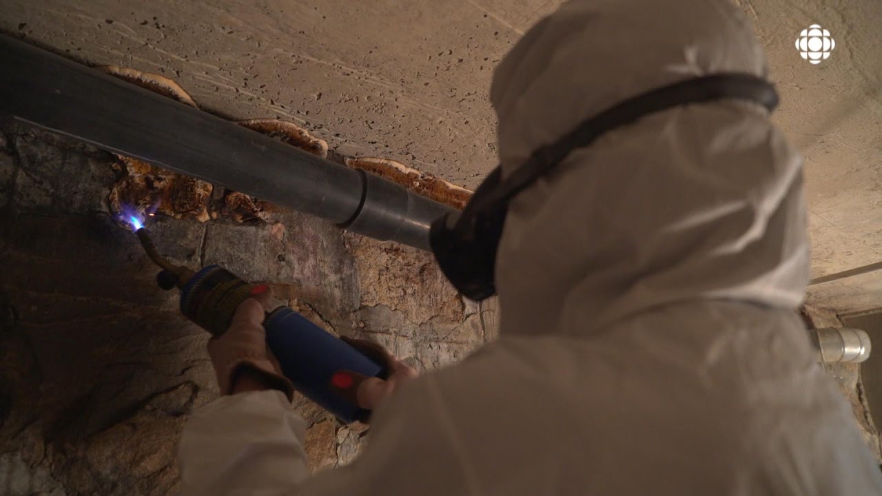 Combattre la mérule pleureuse par le feu