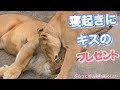 イオからの愛に応えるオリト。もっと一緒にいたいオリト。ライオン家族vol227@旭山動物園/male who falls in love with the love of a female lion