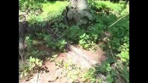 câu cá lốc bằng vịt cực bá đạo