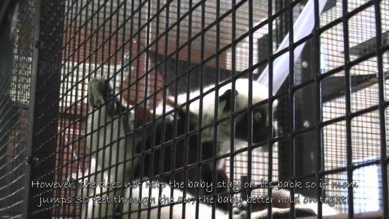 center for reproductive rights Lemurs | NC Nature News